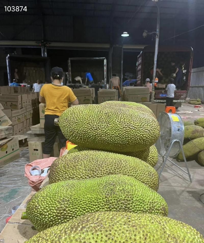海南菠萝蜜供应电商规格齐全对接电商市场等