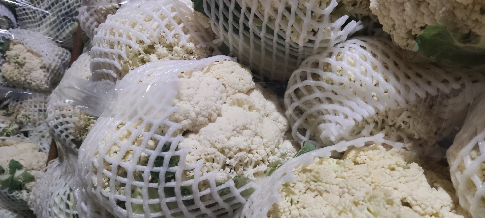菜花花球出现疙瘩现象