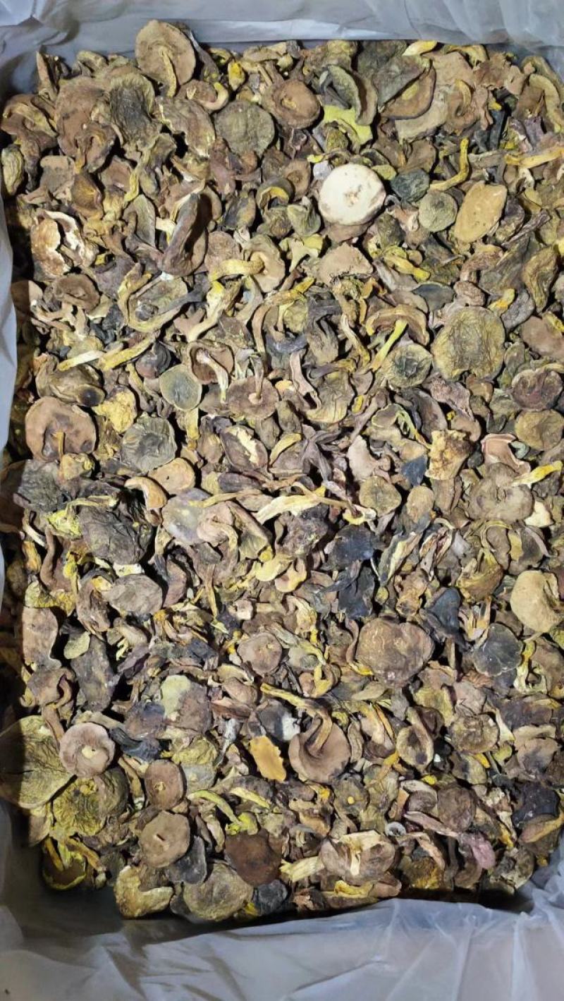 小黄菌煲汤云南野生菌色泽鲜香产地直销【不了解勿拍！】