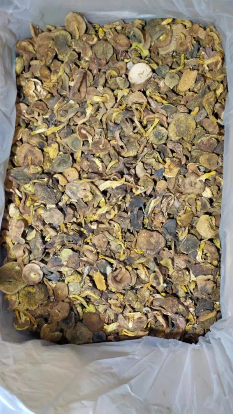 小黄菌煲汤云南野生菌色泽鲜香产地直销【不了解勿拍！】
