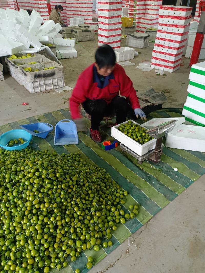 青口蜜圣女果绿千喜圣女果绿迷彩黄色紫色特色小番茄产地量大