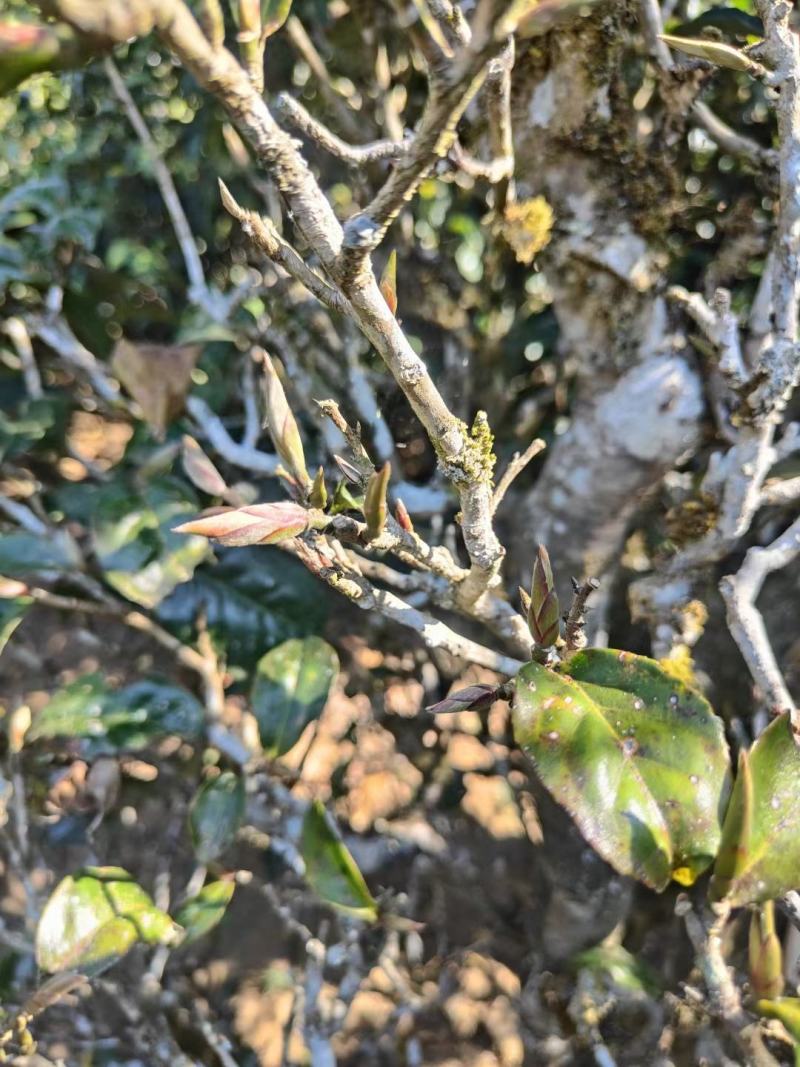 蜂蜜，茶叶咖啡