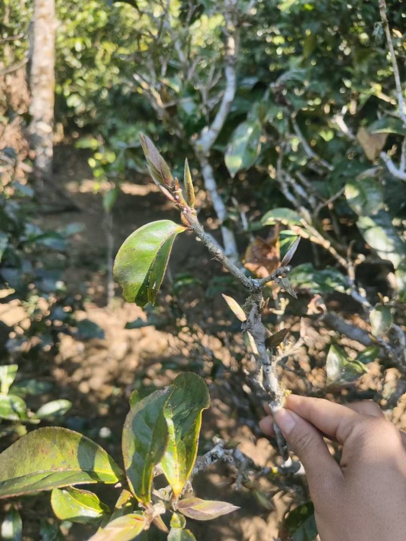 蜂蜜，茶叶咖啡