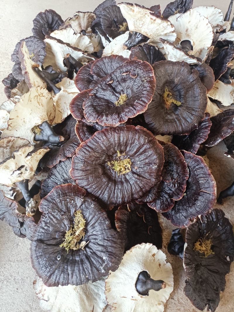 江西产地直发大个紫灵芝黑灵芝短柄短腿黑面白底金边薄边薄肉