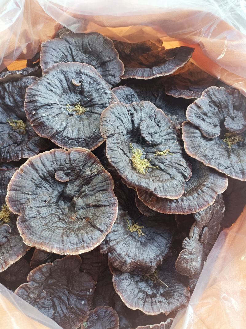 江西产地直发大个紫灵芝黑灵芝短柄短腿黑面白底金边薄边薄肉