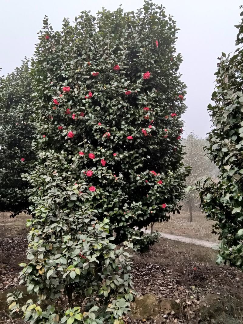 耐寒耐热茶花