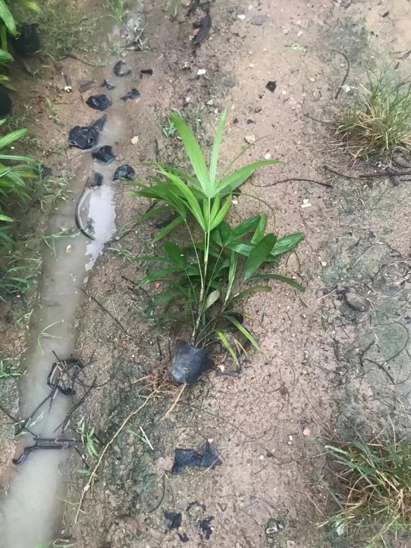 棕竹福建漳州细叶棕竹大叶棕竹场地直销量大从优