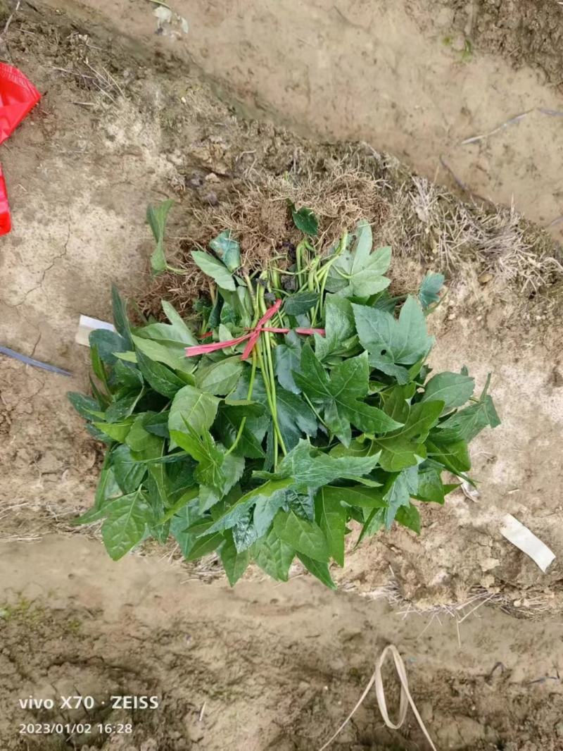 八角金盘福建漳州八角金盘基地直销大量供应欢迎选购