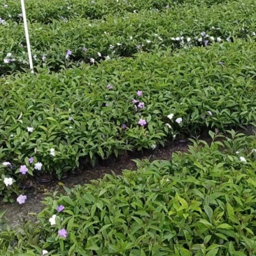双色茉莉福建漳州双色茉莉鸳鸯茉莉基地量大从优