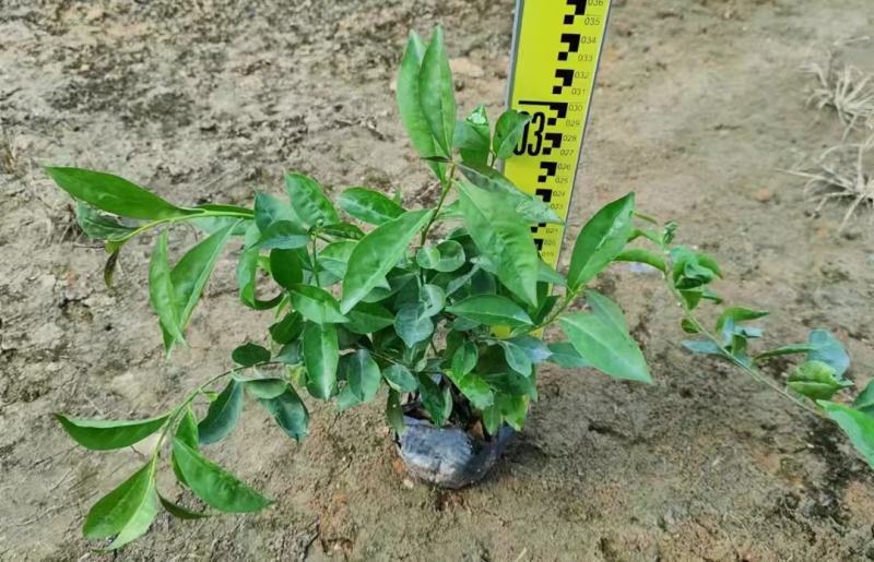 双色茉莉福建漳州双色茉莉鸳鸯茉莉基地量大从优