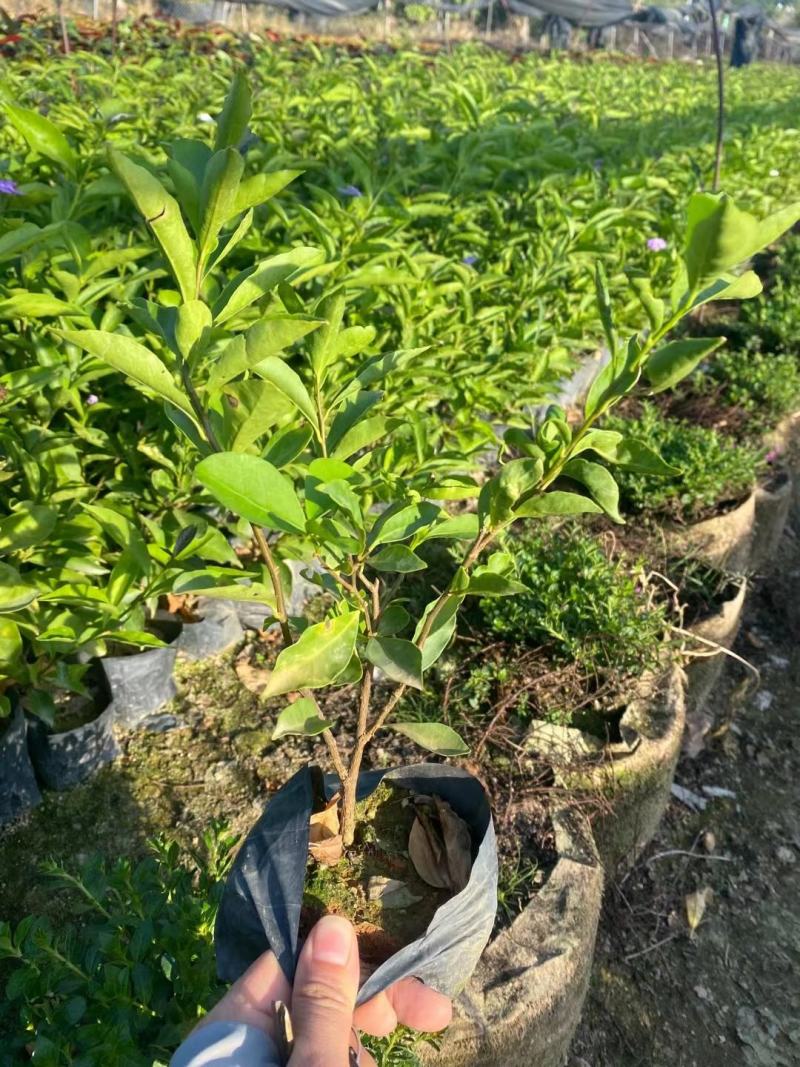 双色茉莉福建漳州双色茉莉鸳鸯茉莉基地量大从优