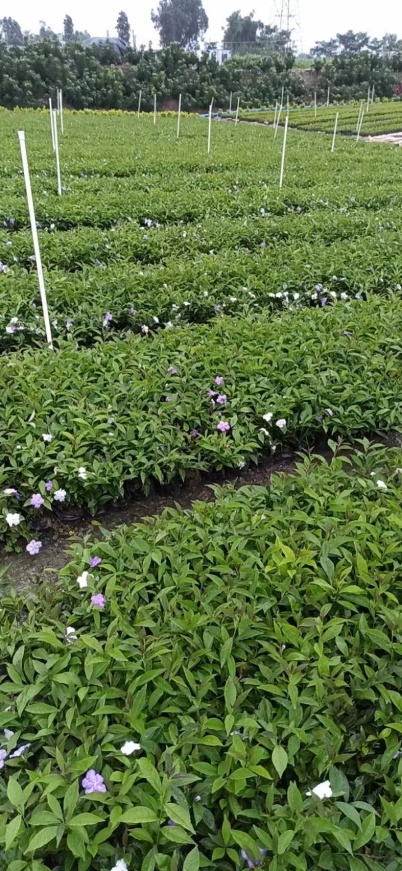 双色茉莉福建漳州双色茉莉鸳鸯茉莉基地量大从优