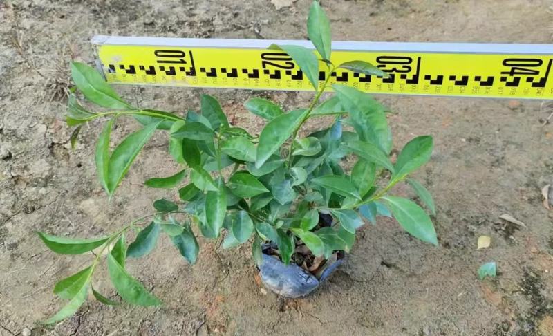 双色茉莉福建漳州双色茉莉鸳鸯茉莉基地量大从优