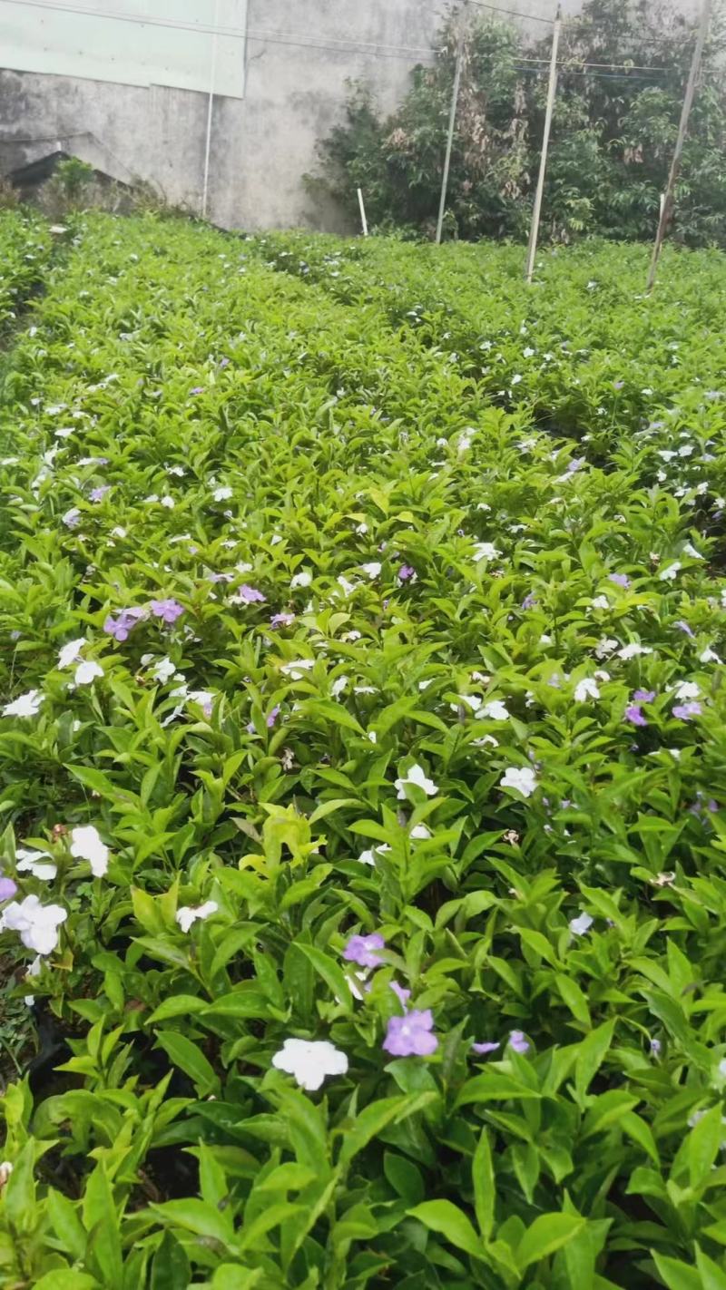 双色茉莉福建漳州双色茉莉鸳鸯茉莉基地量大从优