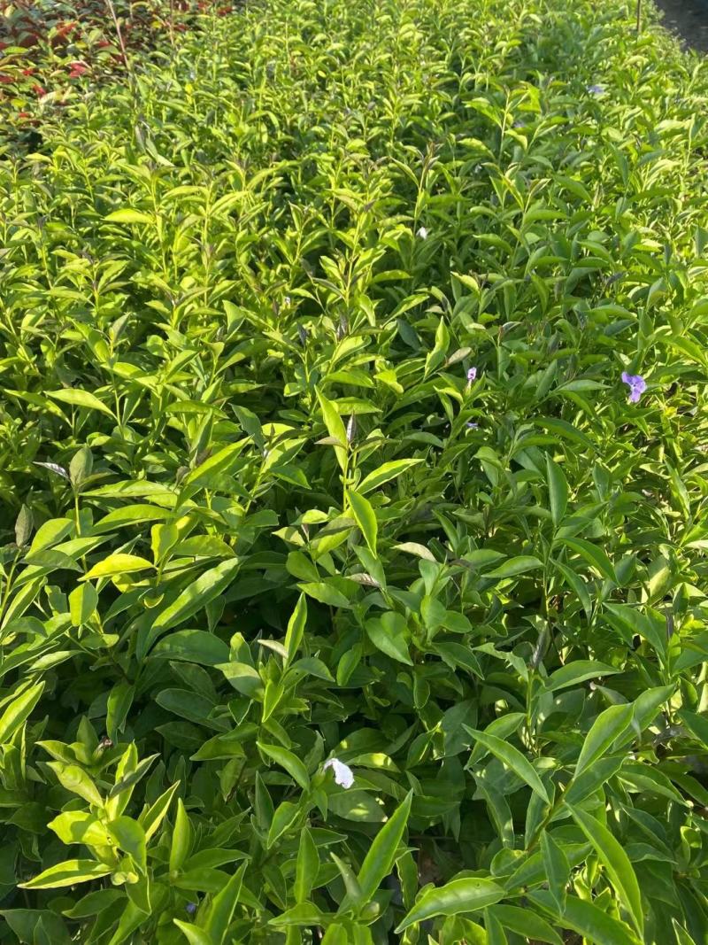 双色茉莉福建漳州双色茉莉鸳鸯茉莉基地量大从优