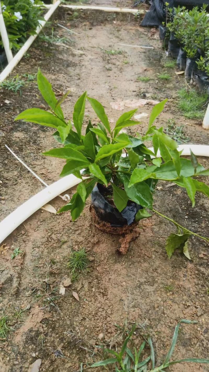 双色茉莉福建漳州双色茉莉鸳鸯茉莉基地量大从优