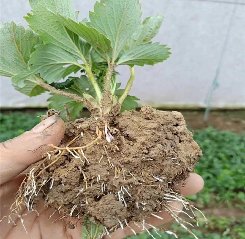 章姬草莓苗红玉草莓苗隋珠草莓苗黑珍珠草莓苗