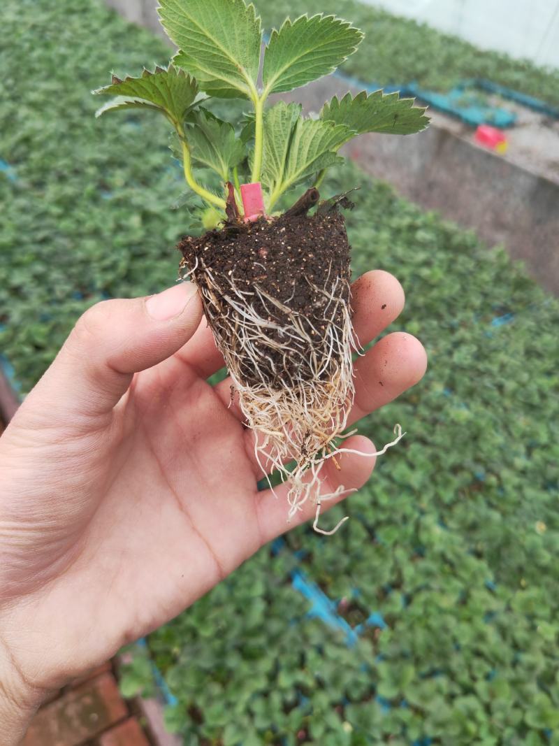 章姬草莓苗红玉草莓苗隋珠草莓苗黑珍珠草莓苗