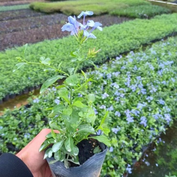 蓝雪花福建漳州蓝雪花基地直销供货多多