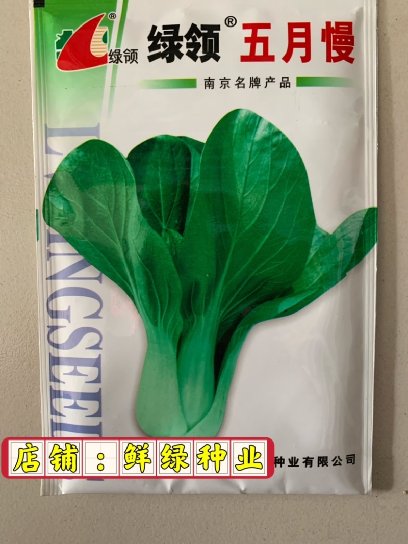 绿领五月慢单株重0.7公斤味淡水多耐抽苔