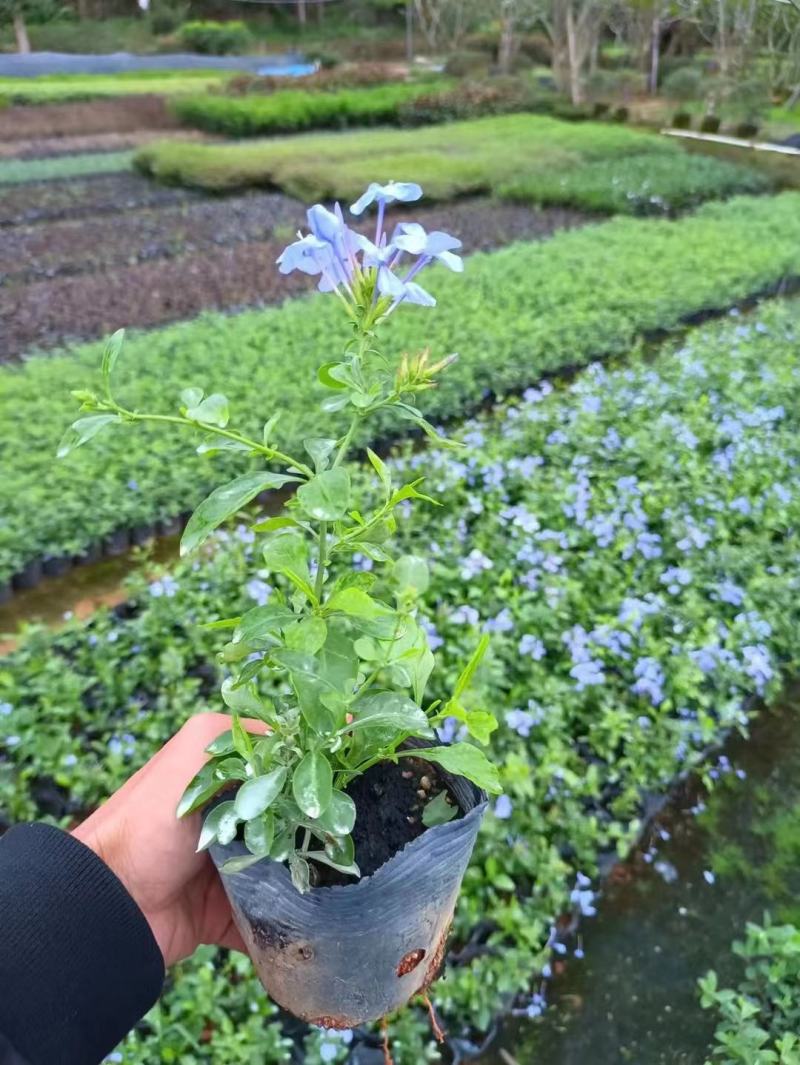 蓝雪花福建漳州蓝雪花基地直销供货多多