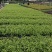 蓝雪花福建漳州蓝雪花基地直销供货多多