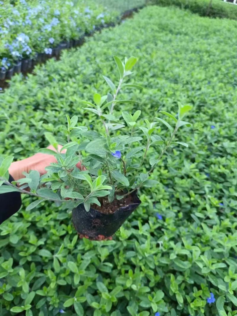 蓝雪花福建漳州蓝雪花基地直销供货多多