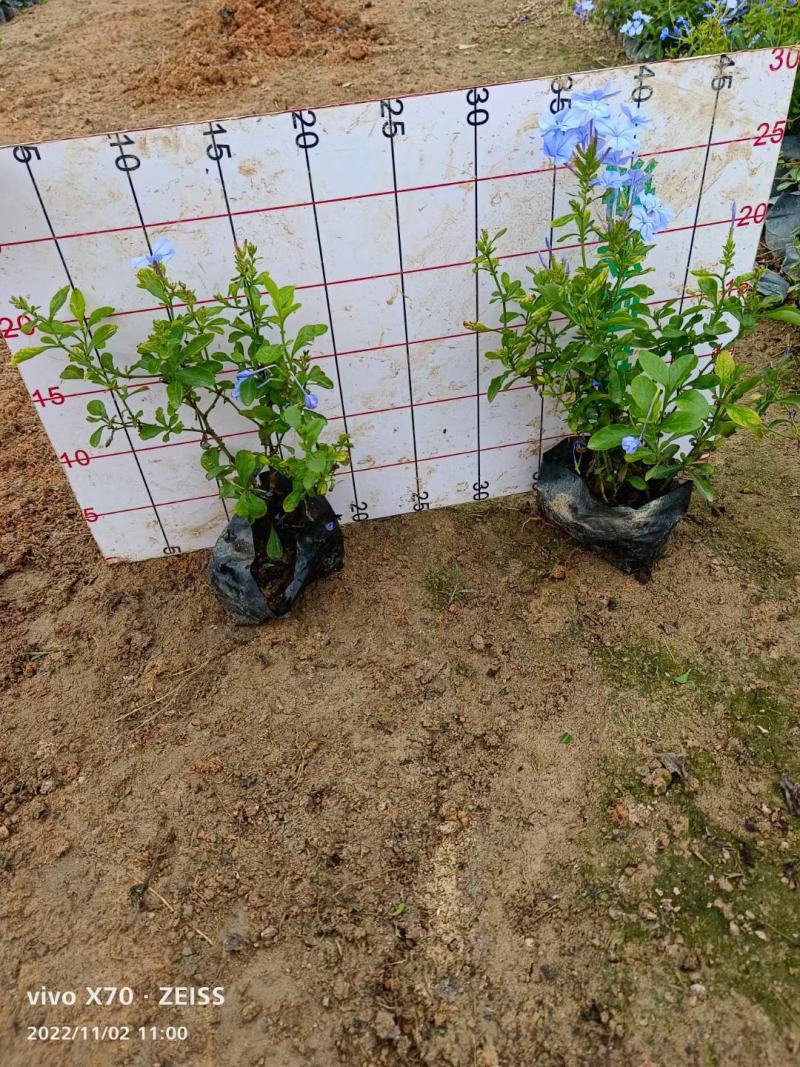 蓝雪花福建漳州蓝雪花基地直销供货多多