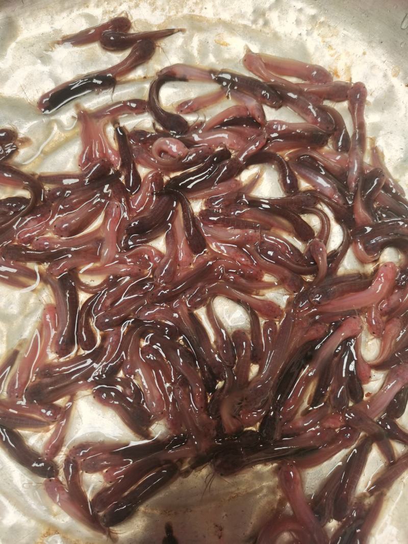 快大罗非苗.红草鱼苗.七星鱼苗.雄性黄骨鱼苗