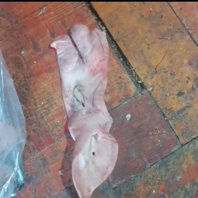 带耳猪头皮