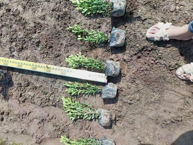 瓜子黄杨小叶黄杨福建漳州基地直销量大从优