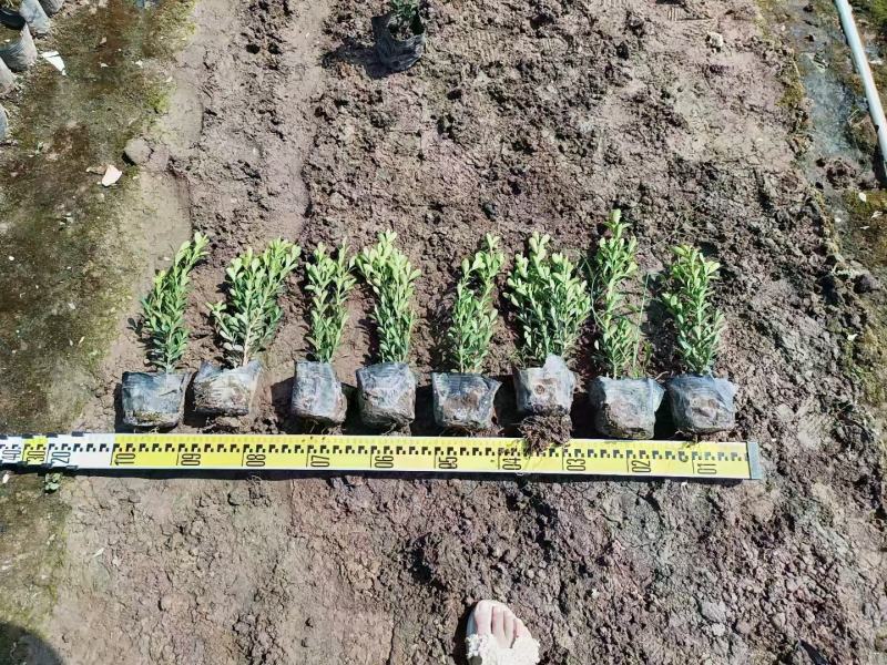 瓜子黄杨小叶黄杨福建漳州基地直销量大从优