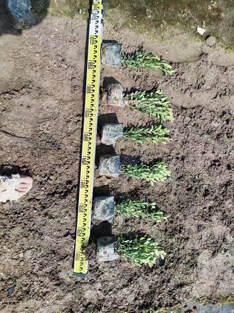 瓜子黄杨小叶黄杨福建漳州基地直销量大从优