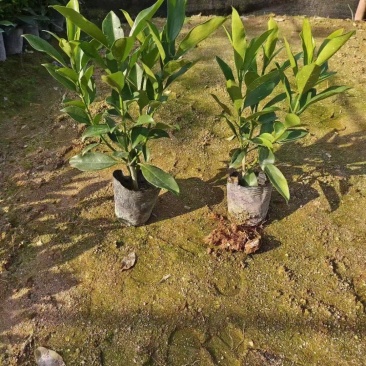 非洲茉莉福建漳州非洲茉莉基地直销量大从优