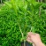 非洲茉莉福建漳州非洲茉莉基地直销量大从优
