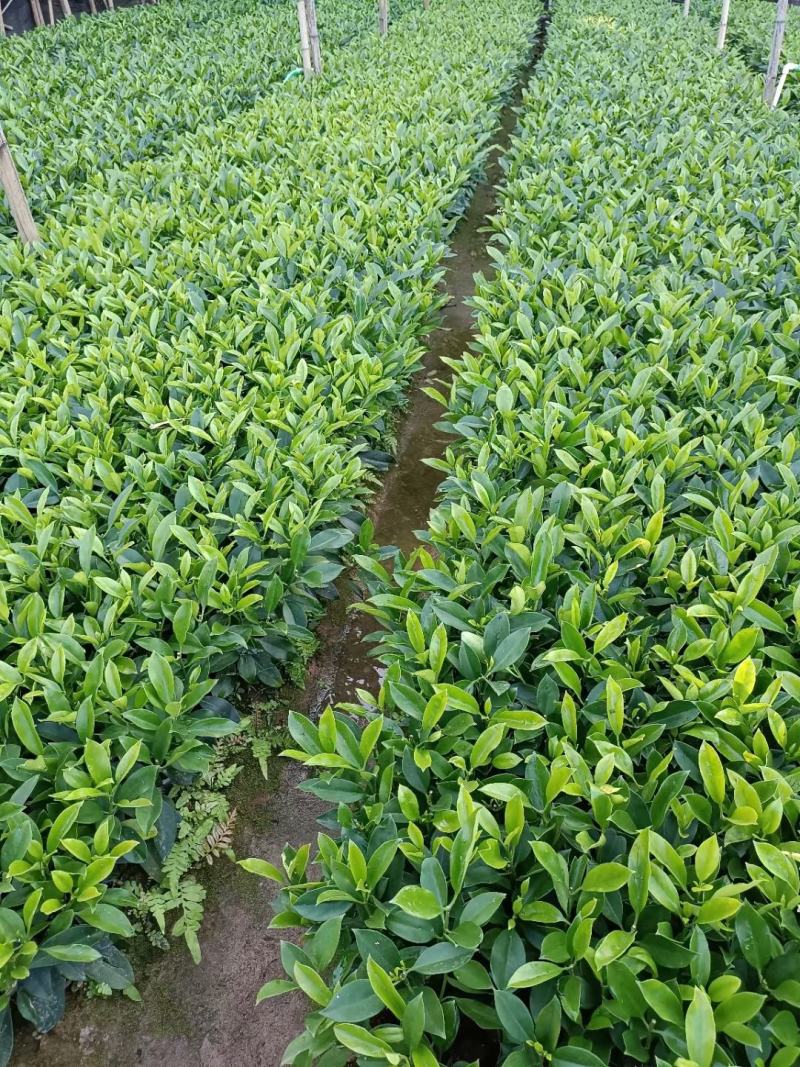 非洲茉莉福建漳州非洲茉莉基地直销量大从优