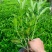 非洲茉莉福建漳州非洲茉莉基地直销量大从优