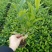 非洲茉莉福建漳州非洲茉莉基地直销量大从优