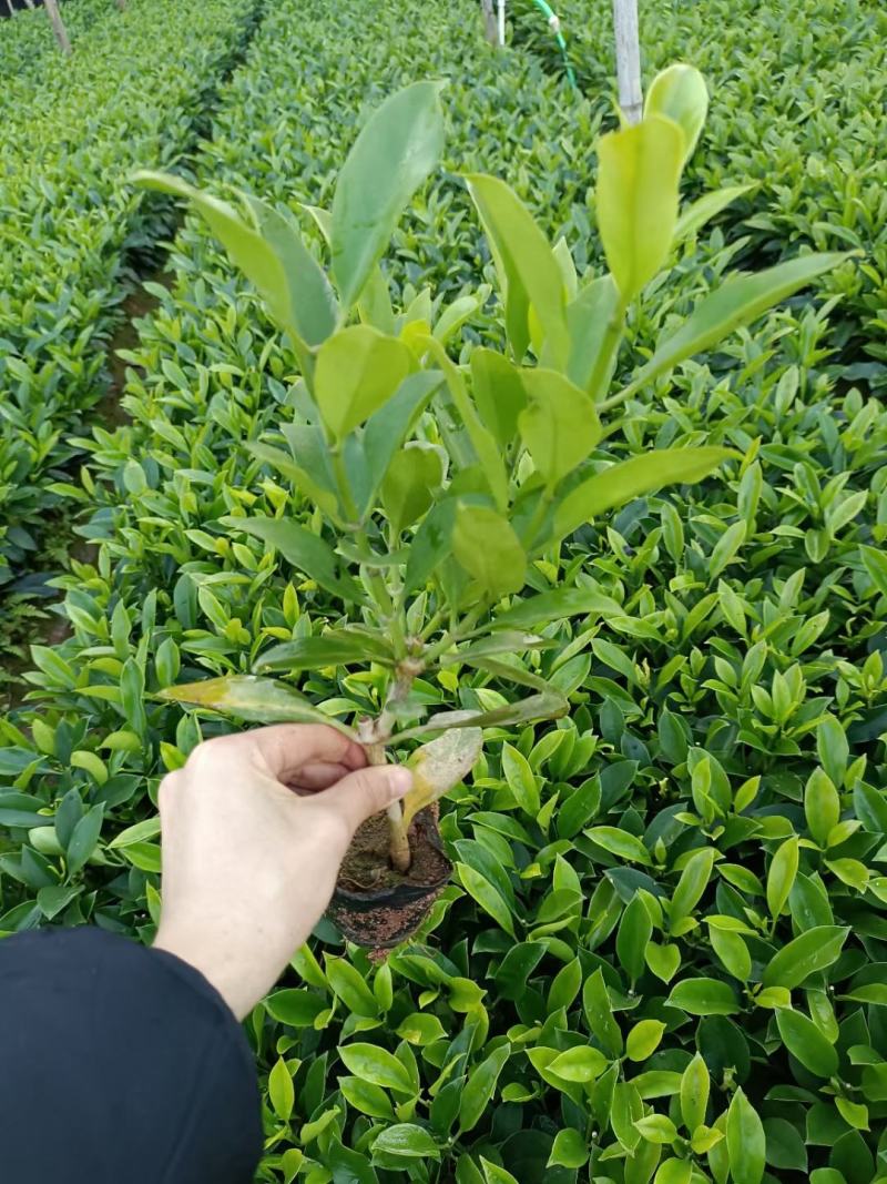 非洲茉莉福建漳州非洲茉莉基地直销量大从优