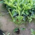 非洲茉莉福建漳州非洲茉莉基地直销量大从优