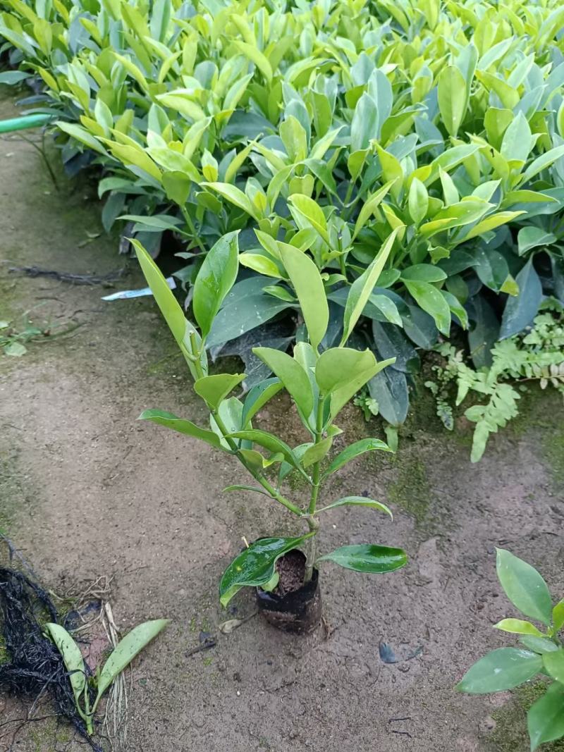 非洲茉莉福建漳州非洲茉莉基地直销量大从优