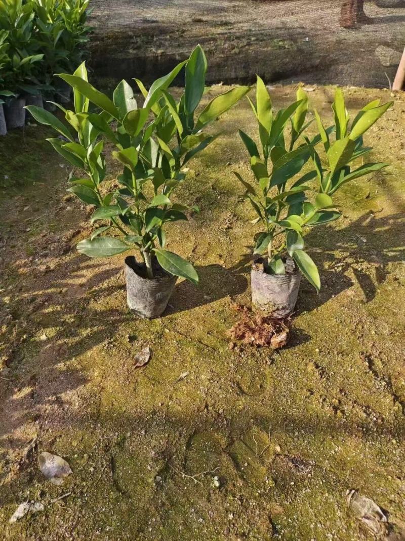 非洲茉莉福建漳州非洲茉莉基地直销量大从优