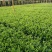 非洲茉莉福建漳州非洲茉莉基地直销量大从优