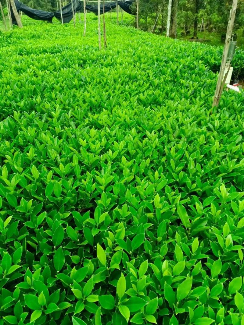 非洲茉莉福建漳州非洲茉莉基地直销量大从优