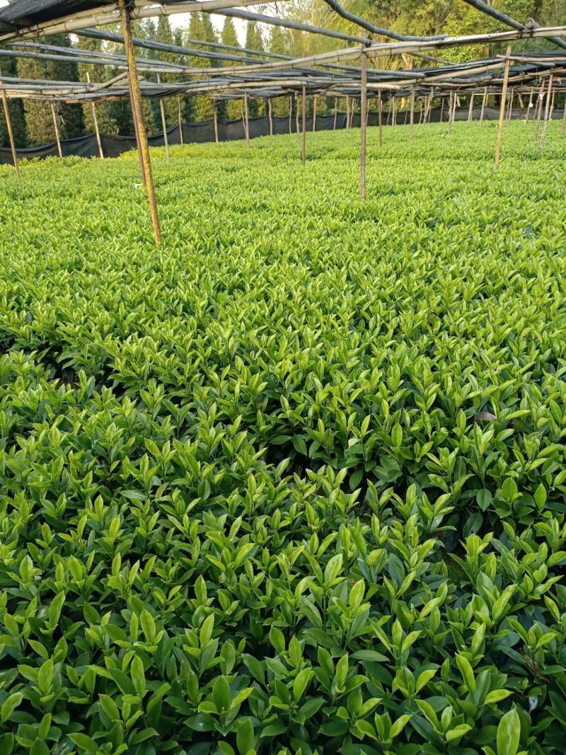 非洲茉莉福建漳州非洲茉莉基地直销量大从优
