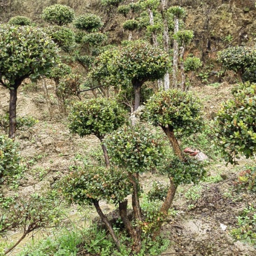造型小叶赤楠，下山小叶赤楠