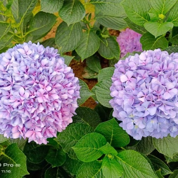 八仙花绣球花福建漳州八仙花绣球花基地直销大量供应