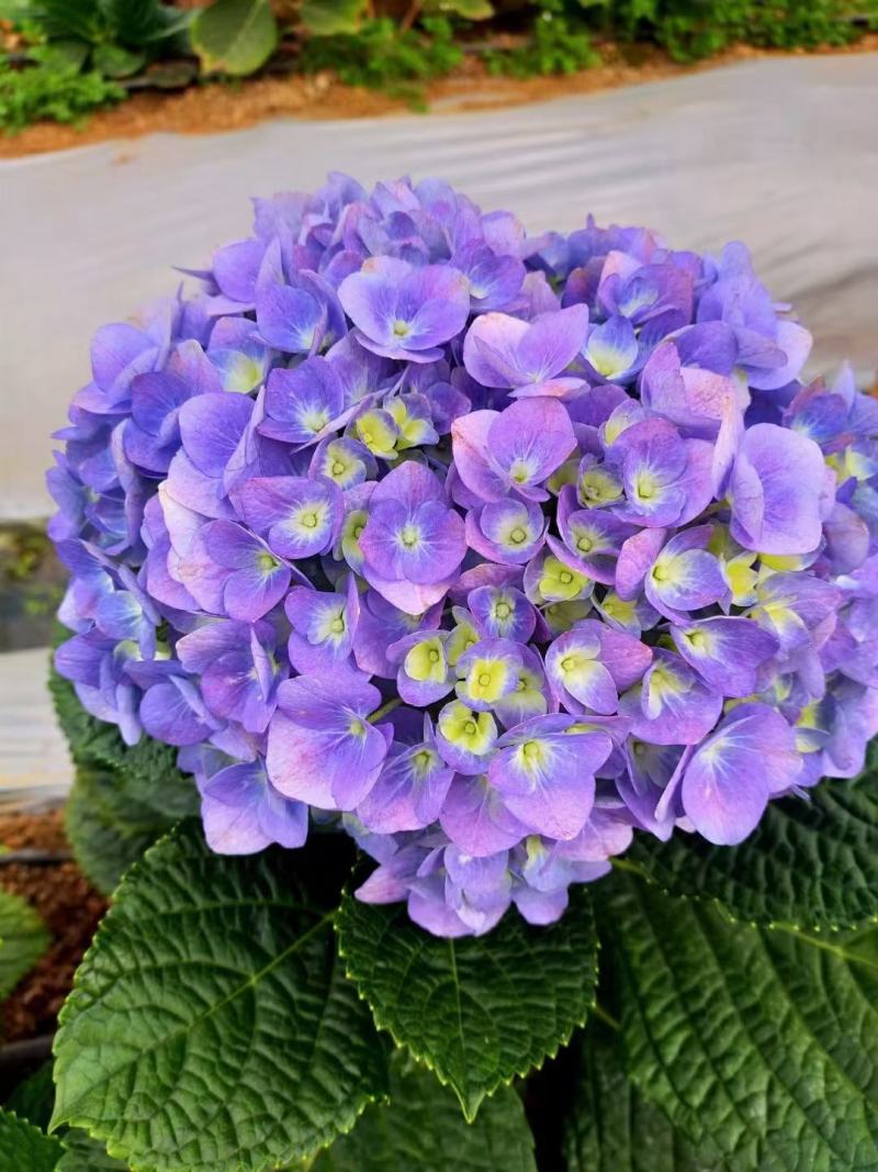 八仙花绣球花福建漳州八仙花绣球花基地直销大量供应