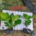 八仙花绣球花福建漳州八仙花绣球花基地直销大量供应