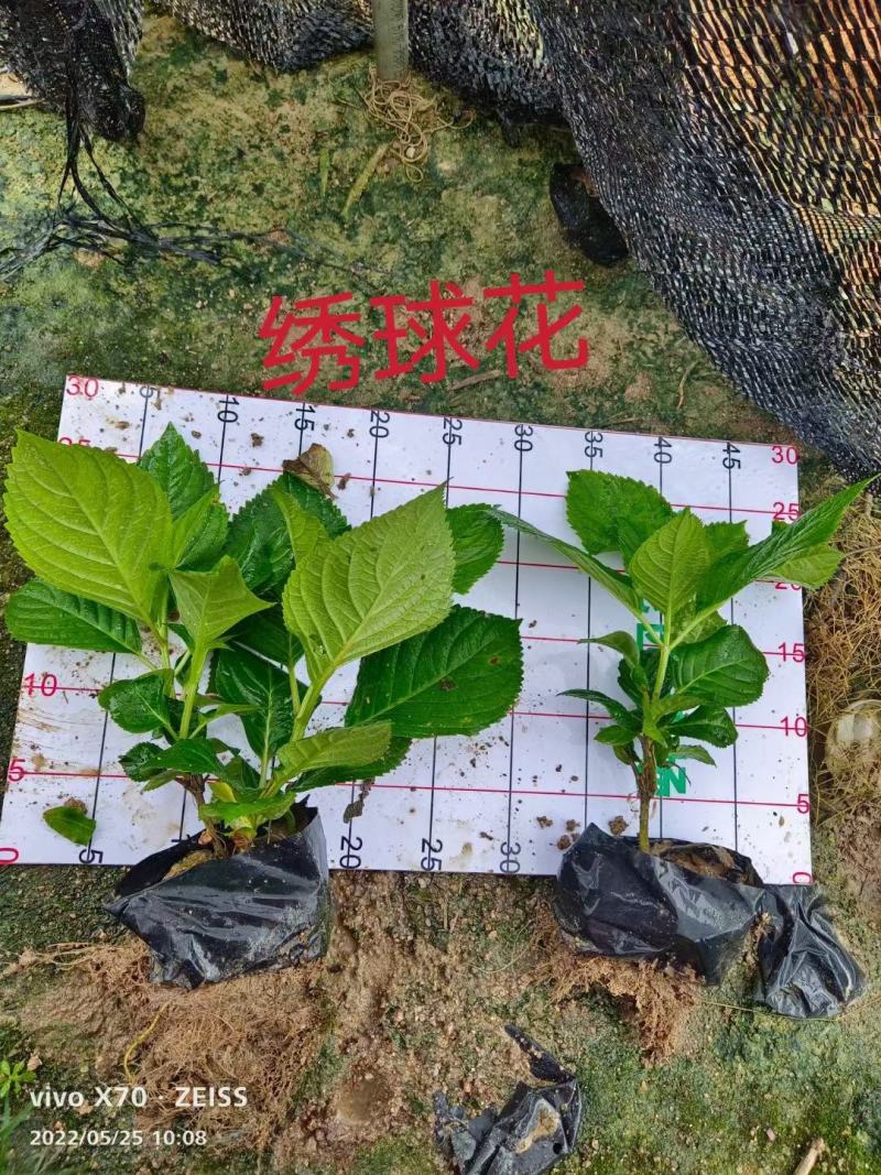 八仙花绣球花福建漳州八仙花绣球花基地直销大量供应